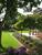 Row of standard Photinia underplanted with lavender